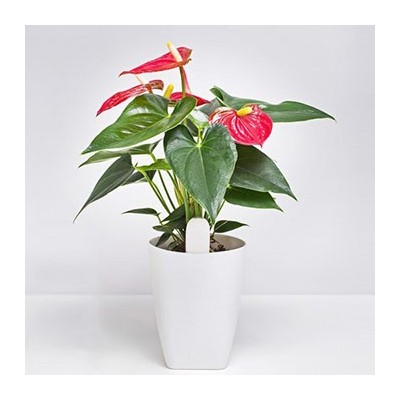 سنسور نظارت بر گل و گیاه شیائومی